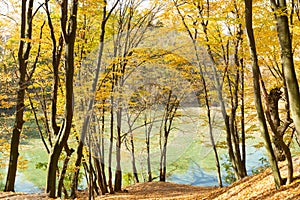 Beautiful yellow trees in autumn park