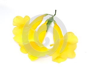 Beautiful Yellow Trumpetbush Flowers on White Background