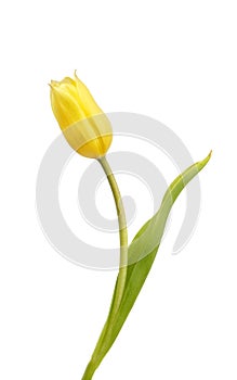 Beautiful yellow tulip