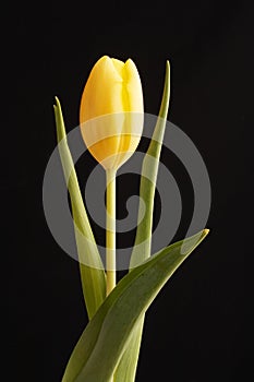 Beautiful yellow tulip