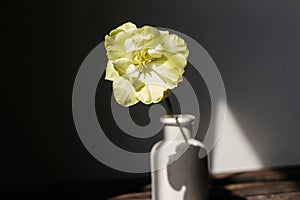 Beautiful yellow tulip on aged wooden bench on background of grey wall in sunlight. Spring flower in vase rustic still life.