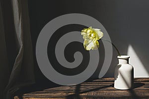 Beautiful yellow tulip on aged wooden bench on background of grey wall in sunlight. Spring flower in vase rustic still life.