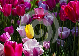 Beautiful yellow tulip in a bed with red and white tulips