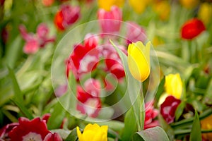Beautiful yellow tulip with blur red tulips