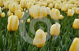 beautiful yellow Tulip and blurring the background.