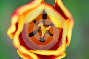 Beautiful yellow tulip close up. Floral watercolor background