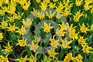 Beautiful yellow tulip flowers with pointed petals in spring garden