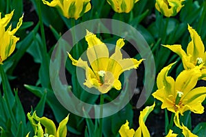 Beautiful yellow tulip flowers with pointed petals in spring garden