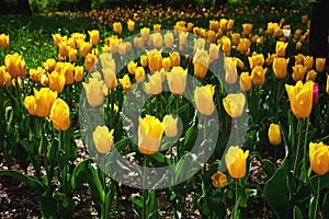 Beautiful yellow tulip flowers. Spring blooming on a sunny day