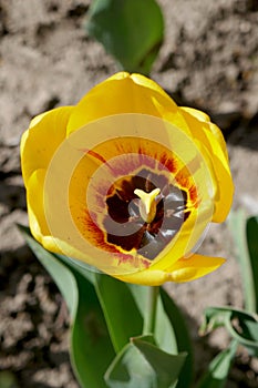 Beautiful yellow tulip, green leaves, close up in the