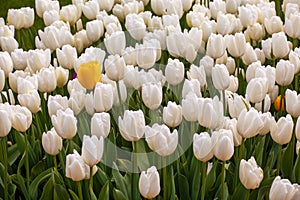 Beautiful yellow tulip over a white tulips in the garden
