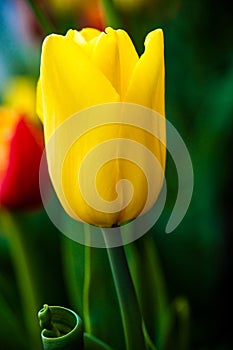 Beautiful yellow tulip. Vertical Abstract background. Flowerbackground, gardenflowers. Garden flower. photo
