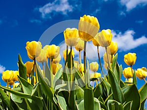 Beautiful yellow tulips with blue sky