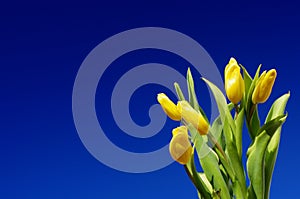 Mother`s Day. Beautiful yellow tulips on a blue sky background. Spring flower background with yellow tulips, mockup template.