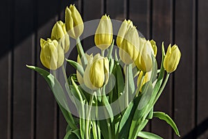 beautiful yellow tulips bucket spring decoration flowers tulip brown background