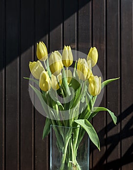 Beautiful yellow tulips bucket spring decoration flowers tulip brown background