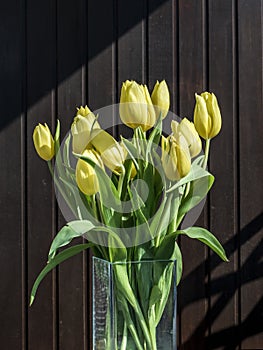 Beautiful yellow tulips bucket spring decoration flowers tulip brown background