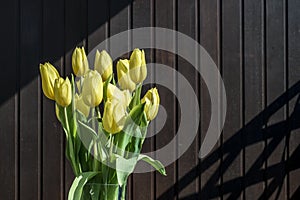 Beautiful yellow tulips bucket spring decoration flowers tulip brown background