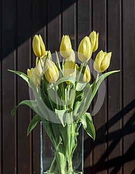 Beautiful yellow tulips bucket spring decoration flowers tulip brown background