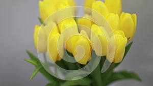 Beautiful yellow tulips flowers in white interior closeup