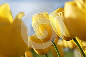 Beautiful yellow tulips growing outdoors on sunny day, closeup. Spring season