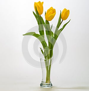 the Beautiful yellow tulips isolated on white background