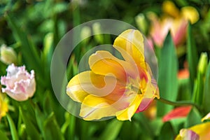 beautiful yellow tulips opened heads close-up