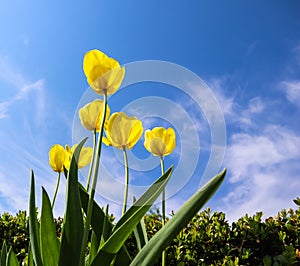 Beautiful yellow tulips in spring against blue sky with clouds. Floral background