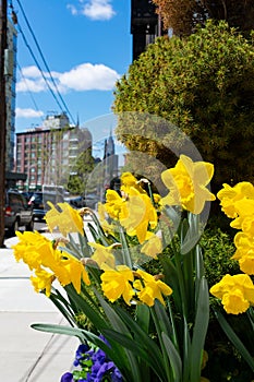 Beautiful Yellow Tulips during Spring along a Sidewalk in Long Island City Queens New York