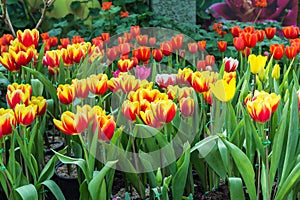 Beautiful yellow tulips with Spring background