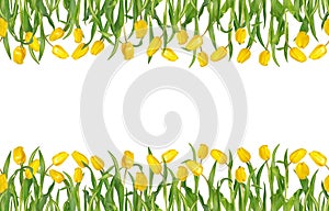 Beautiful yellow tulips on stems with green leaves in seamless horizontal frame. Isolated on white background.