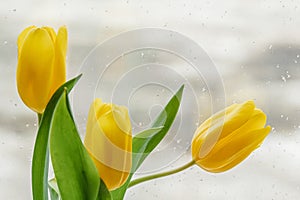 Beautiful yellow tulips by the window with raindrops