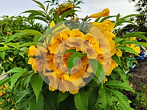 Beautiful yellow Urai flowers