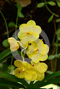 Beautiful Yellow Vanda orchid flower