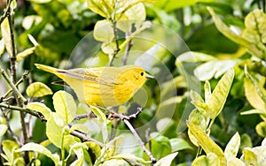 Beautiful Yellow Warbler Setophaga petechia looking for food