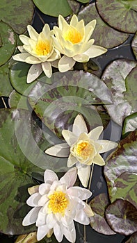 Beautiful yellow water lilies in a green clean pond.  Summer flowers.
