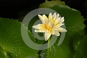 Beautiful yellow water lilies with green leaves blooming in the pond