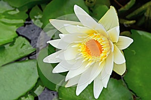 Beautiful yellow water lily flower from above