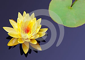 Beautiful yellow water lily with leaf. Nature background