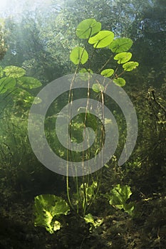 Underwater Water lily nuphar lutea photo