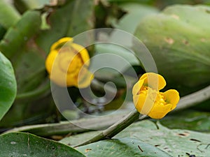 Beautiful yellow waterlilies with green leaves