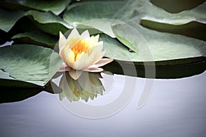 Beautiful yellow waterlily or lotus flower in pond with reflecting on the water