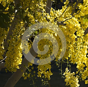 Beautiful yellow weeping flowers of Cassia fistula, the golden shower tree . photo