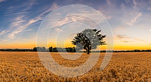 beautiful yellow wheat field with blue sky in a sunset
