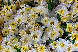 Beautiful yellow and white chrysanthemum flowers as background p