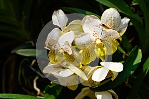 Beautiful yellow white Vanda orchid flower