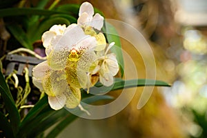 Beautiful yellow white Vanda orchid flower