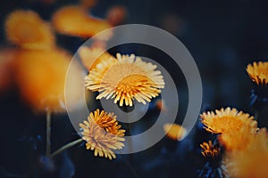 Beautiful yellow wild dandelion flowers grow in the field. Weeds. Wildflowers. The beauty of nature