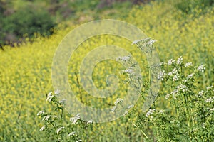 Beautiful yellow wild flower blossom at Schabarum Regional Park