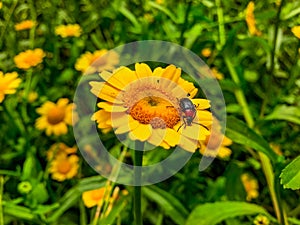 Beautiful Yellow Wild Flower with a bug feed polen photo